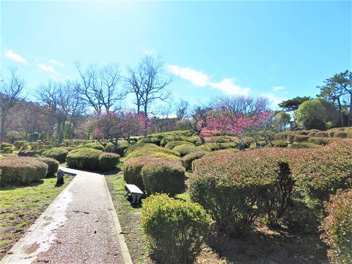 小室山公園、梅の花【伊東市】：天候に恵まれた梅園