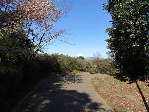 小室山公園、梅の花【伊東市】：富士山
