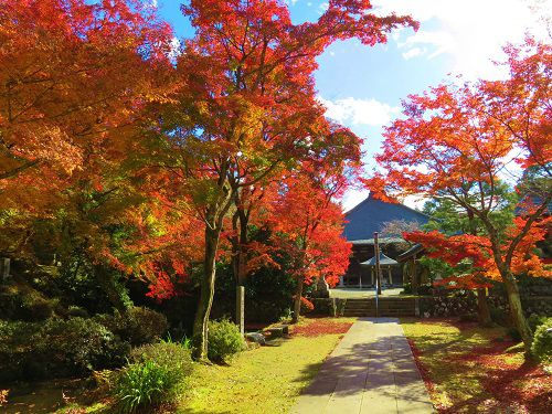 宝鏡寺の紅葉：参道両脇の紅葉景色
