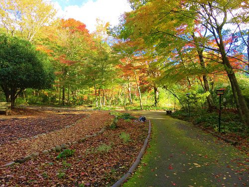 秩父宮記念公園の紅葉：程よい色付きを見せていた紅葉景色