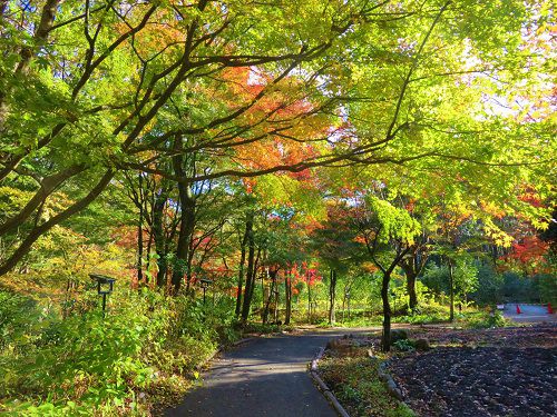 秩父宮記念公園の紅葉：見頃前の紅葉景色