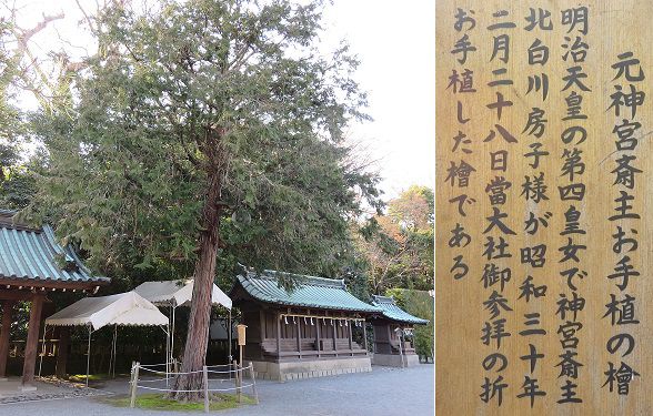 三嶋大社の元神宮斎主お手植の檜