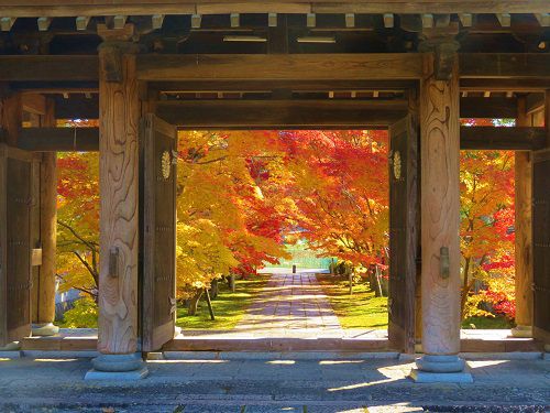 新光明寺の紅葉：山門と木々の紅葉