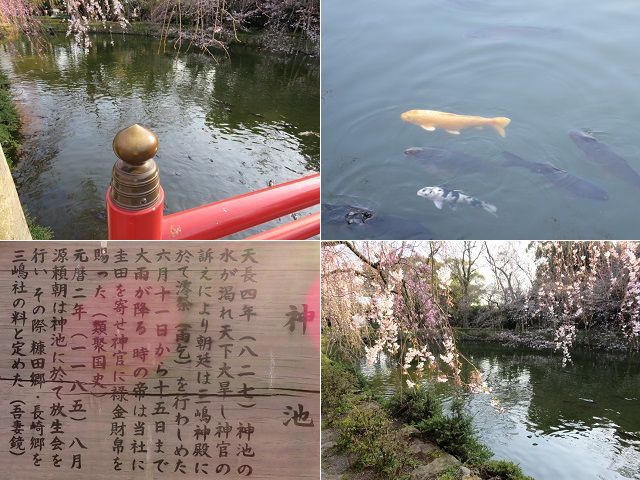 三嶋大社にて、鎮座する神池（しんち）と鯉