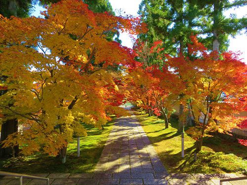 新光明寺の紅葉：参道脇を彩る紅葉