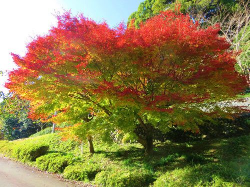 つたの細道公園の紅葉：これから見頃を迎えていく紅葉景色