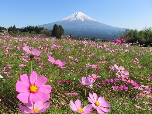 富士山ビュー：白糸自然公園でのコスモスと富士山