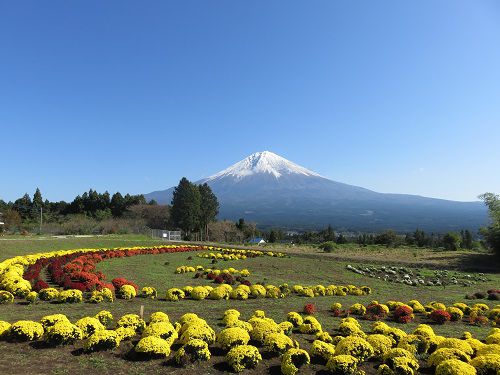 富士山ビュー：白糸自然公園での富士山と菊の競演