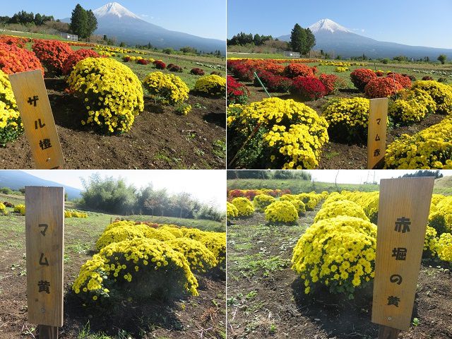 富士山ビュー：白糸自然公園での菊の数々