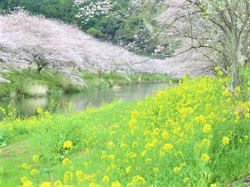 那賀川沿いの桜並木と菜の花