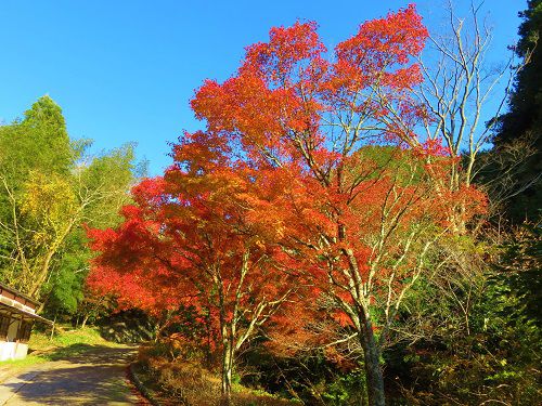 つたの細道公園の紅葉：散策路沿いにて彩っていた紅葉