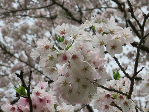 那賀川沿いの桜：近寄って眺めた桜景色