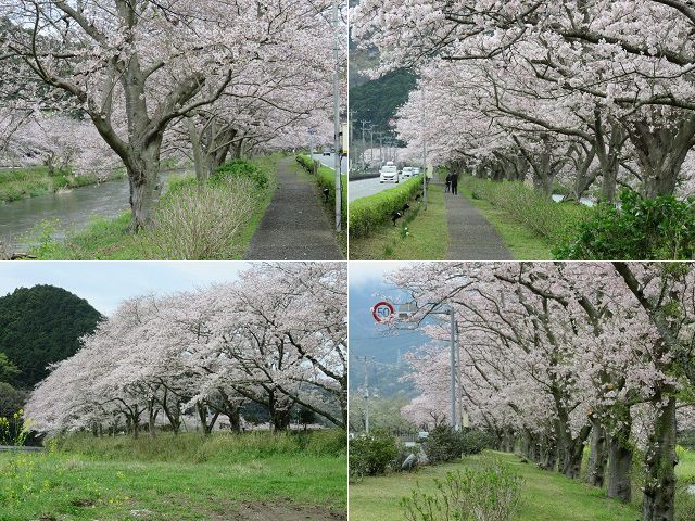 那賀川沿いの桜：満開を迎えていた桜並木をチョイスしてお伝えしています