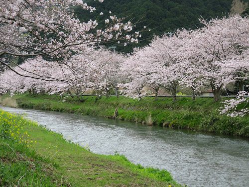 那賀川沿いの桜：那賀川と桜並木の様子