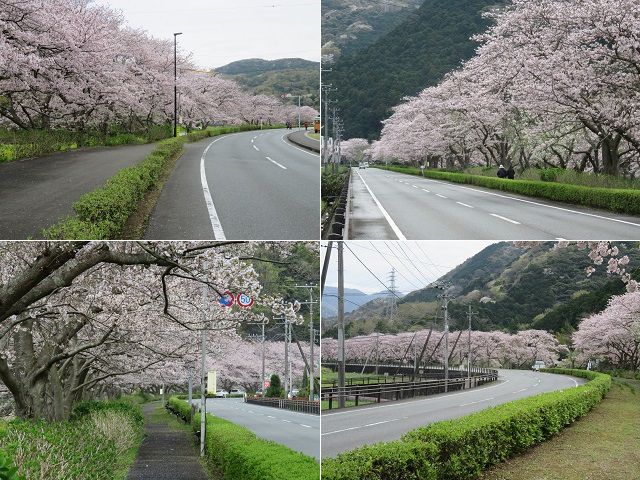 那賀川沿いの桜：あちらでも、こちらでも見頃を迎えていた桜の並木道の様子