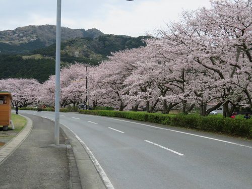 那賀川沿いの桜：満開にて見事に咲き誇っていた那賀川沿いの桜並木