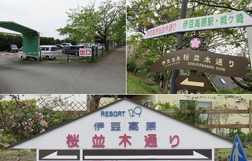 伊豆高原桜並木の桜並木通りの看板と駅前駐車場の様子