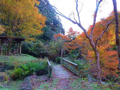つたの細道公園の紅葉：日陰になっていた木々の彩り（紅葉）