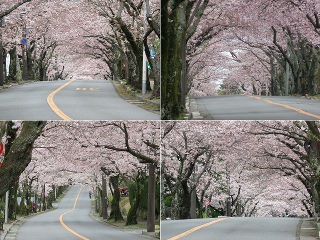 伊豆高原桜並木の満開の桜トンネルをチョイスしてお伝えしています。
