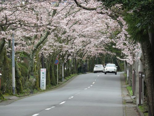 伊豆高原桜並木にて良い感じに彩っていた桜並木の桜トンネル