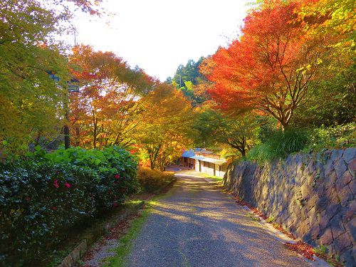 つたの細道公園の紅葉：道路両脇を彩っていた紅葉