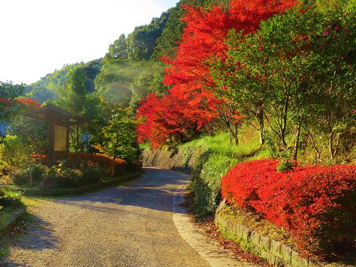 つたの細道公園の紅葉：赤く染まった木々の彩り