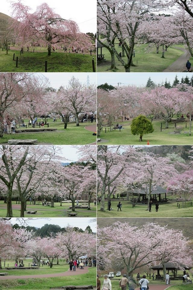 さくらの里の桜：見頃を迎えていた桜の花々をチョイスしてお伝えしています