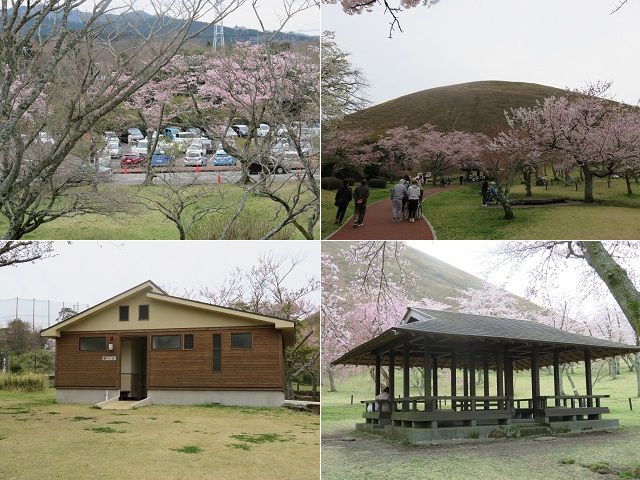 さくらの里の桜：園内から眺めた駐車場、そして、園内トイレや休憩所