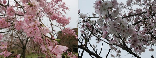 さくらの里の桜：さくらの里にて近寄って眺めた見頃時期の桜