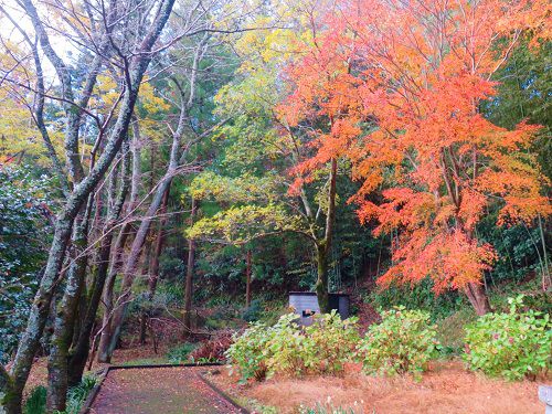 城山公園（二俣城址）紅葉：散策路沿いの紅葉