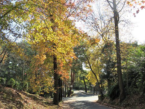 静岡県立森林公園、紅葉