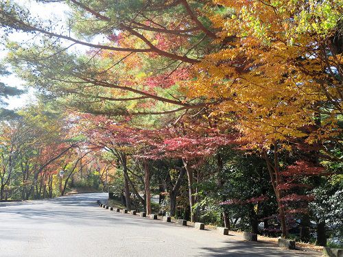 静岡県立森林公園の紅葉：公道脇