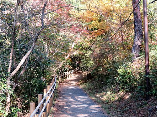 静岡県立森林公園の紅葉：遊歩道