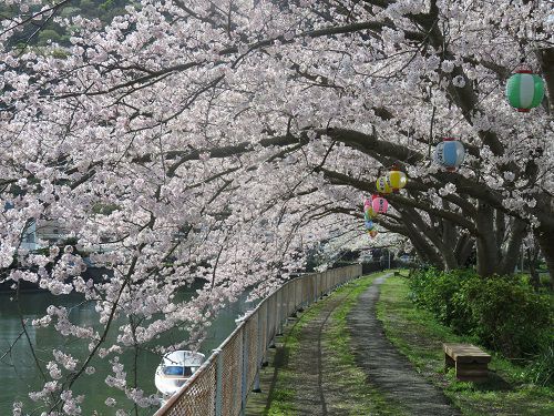 本郷公園（稲生川沿い）の桜