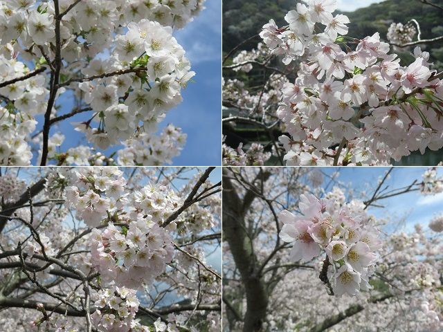 本郷公園（稲生川沿い）の桜：本郷公園付近（稲生川沿い）にて近寄って眺めた見頃を迎えていた桜の花々