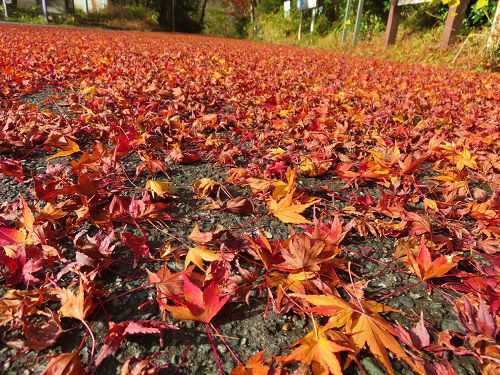 鳥羽山公園の紅葉：落葉（赤）