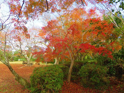 鳥羽山公園の紅葉景色