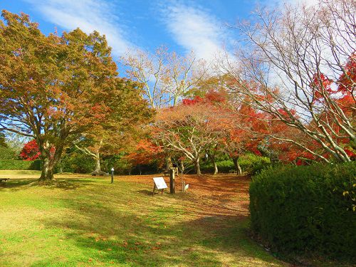 鳥羽山公園の紅葉（本丸跡）