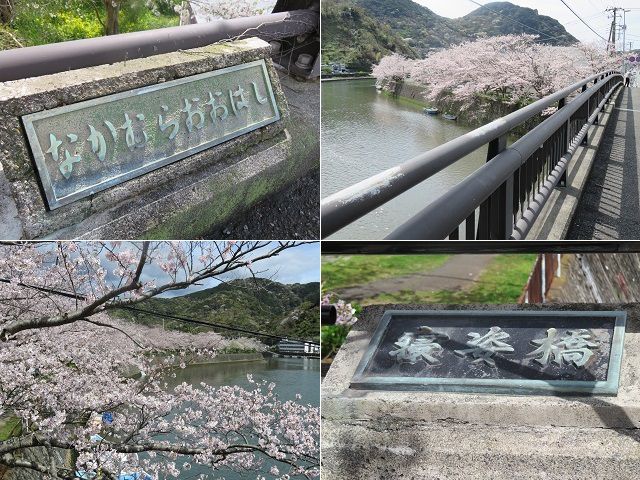 本郷公園付近（稲生川沿い）の桜：なかむらおおはし、そして、寝姿橋から眺めた桜並木