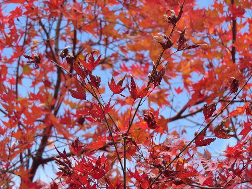 鳥羽山公園の紅葉（駐車場付近）