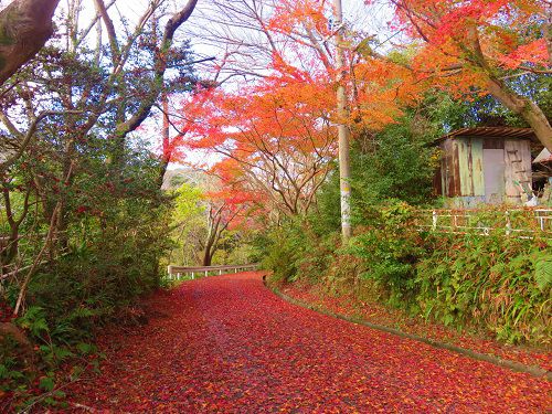 鳥羽山公園の紅葉（道路）