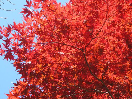 岩水寺の紅葉：赤く色付くもみじ（紅葉）