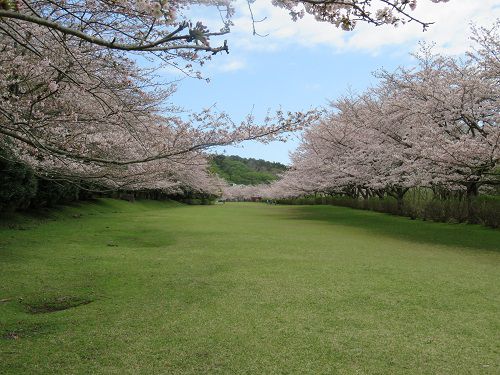 東伊豆クロスカントリーコースの桜：反対方向から眺めた満開の桜並木