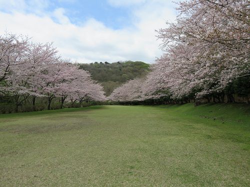 東伊豆クロスカントリーコースの桜：見頃を迎えていた桜並木