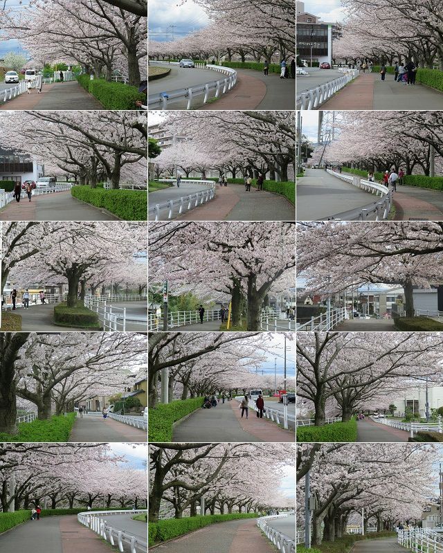 桜堤遊歩道の桜：見頃を迎えていた桜景色をチョイスしてお伝えしています。