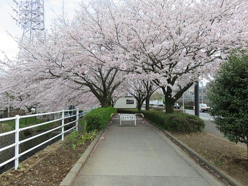 桜堤遊歩道の桜：見頃を迎えていた一番北側付近の桜並木