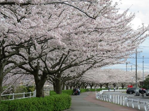 桜堤遊歩道の桜
