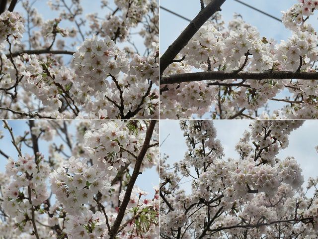桜堤遊歩道の桜：近づき眺めた満開の桜の花々
