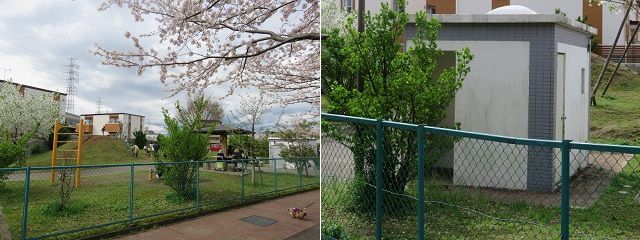 桜堤遊歩道の桜：桜堤北公園と園内トイレの様子