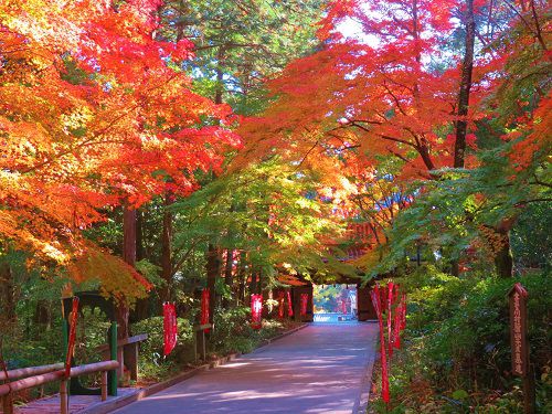 油山寺の紅葉：参道長脇の紅葉の彩り